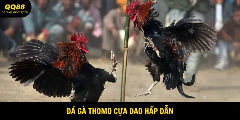 da-ga-thomo-cua-dao-hap-dan
